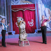 «Великий русский цирк» — Народного артиста России Мстислава Запашного